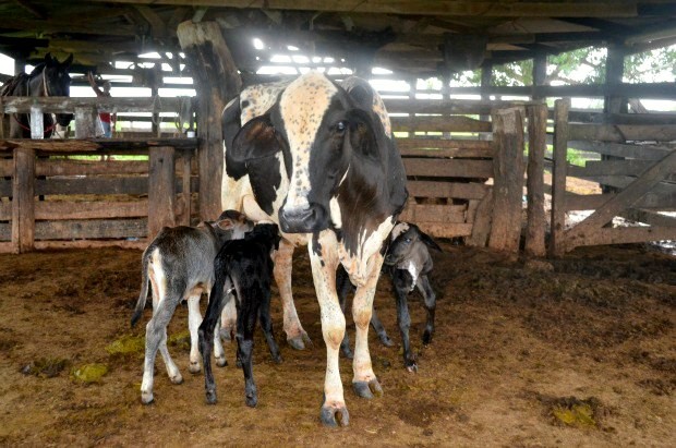 Vaca leiteira dá à luz bezerros trigêmeos em Rolim de Moura, RO