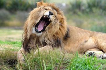 Leão mata mulher durante sexo com o namorado na selva
