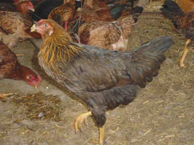 Ladrões invadem quintal de residência e furtam galinhas caipira.