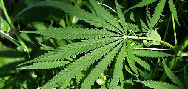 Policia Militar apreende elemento com Maconha na Rodoviária de Guajará-Mirim