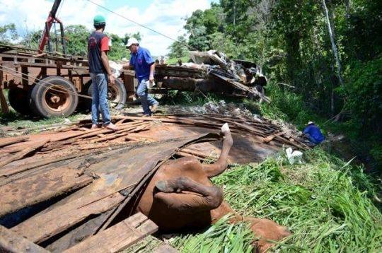 FATALIDADE: Caminhão boiadeiro cai em barranco mata motorista e mais 14 animais.