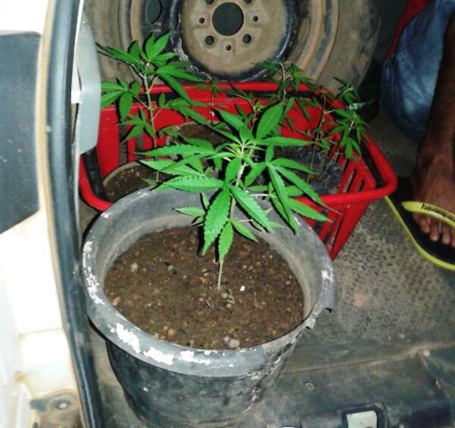DENARC prende dupla que cultivava maconha