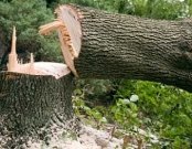 Árvore cai e mata sitiante em Zona Rural
