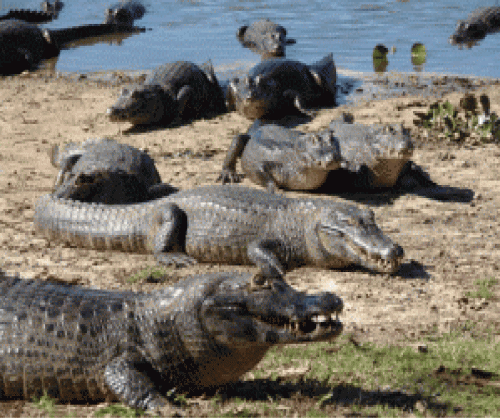 Superpopulação de jacarés ameaça ribeirinhos afetados pela cheia em Rondônia