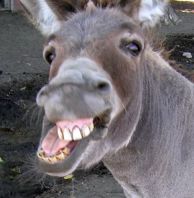 O BURRO FALANTE DA REPÚBLICA SURREALISTA MAMORENSE