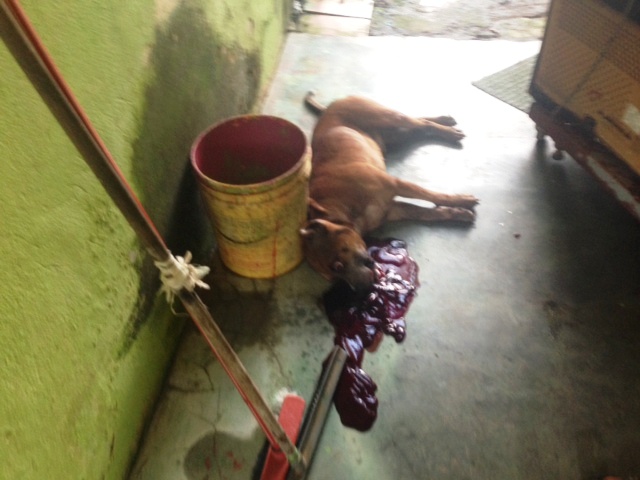 PITBULL - Cão é morto após atacar duas pessoas e quase arrancar braço da dona