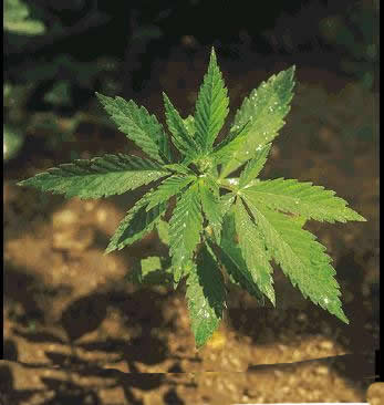 Senado inicia na segunda-feira debate sobre regulação da maconha