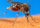 Pesquisadores criam substância que repele e mata mosquito da dengue