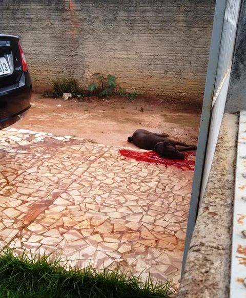 Pit bull é abatido pela polícia após atacar e quase matar próprio dono