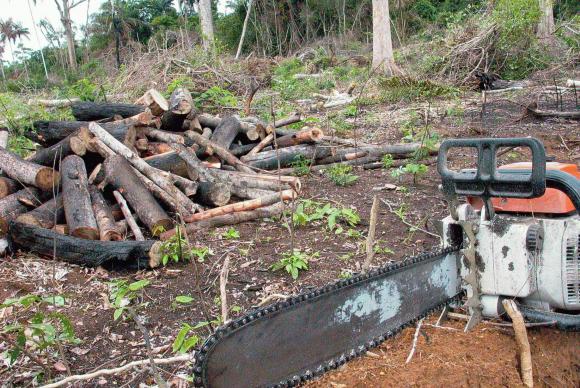 Altamira e Porto Velho são campeãs de desmatamento na amazônia